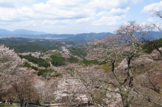 吉野　山肌を染める桜